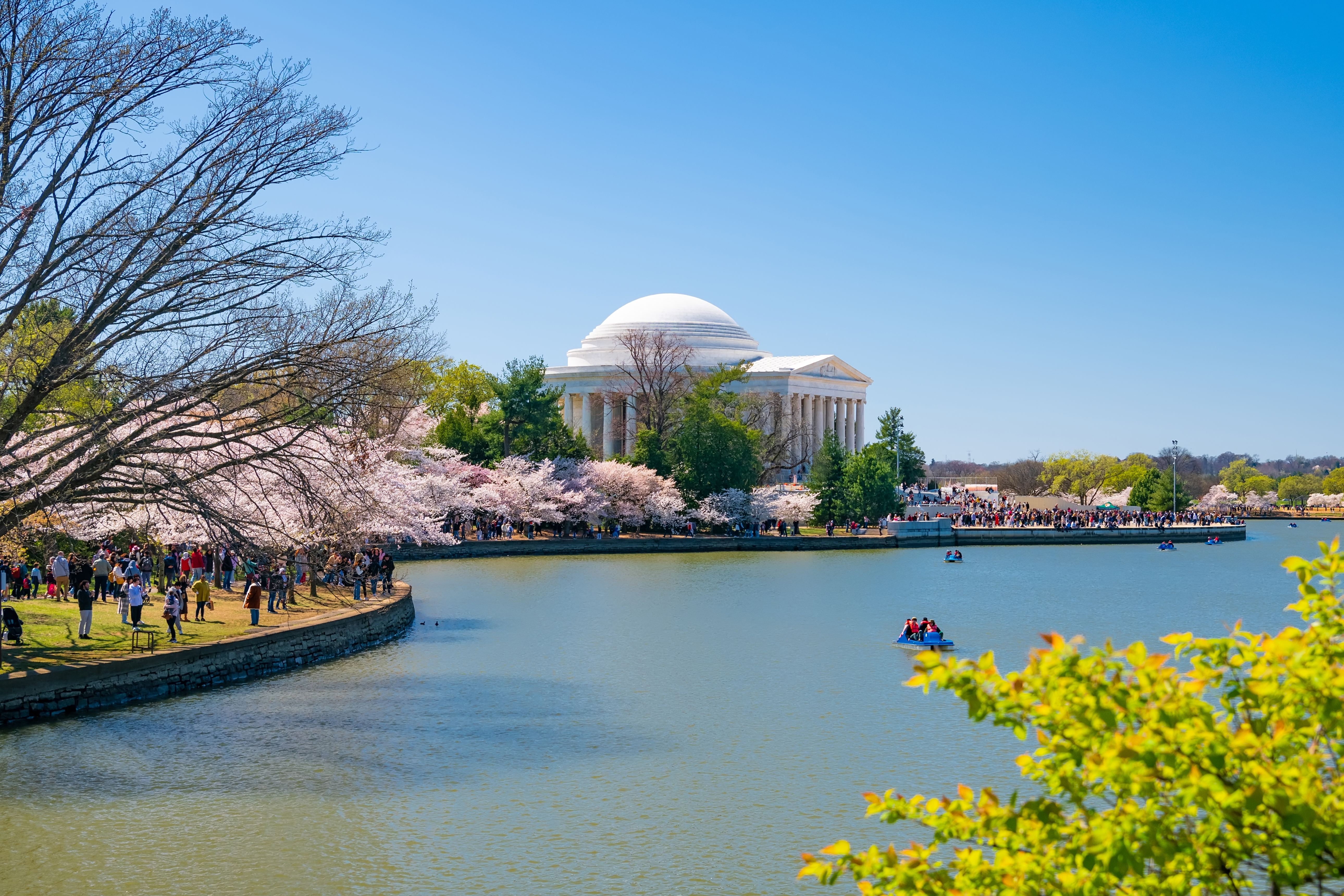 Shutterstock 2471823549 Washington DC, USA, March 24, 2024 Japanese Cherry Blossoms And Jefferson Memorial Over Lake In Washington DC, USA.