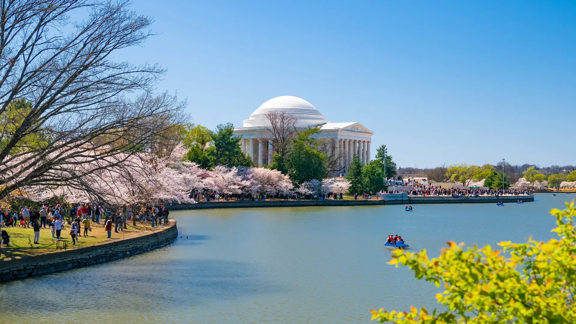 Shutterstock 2471823549 Washington DC, USA, March 24, 2024 Japanese Cherry Blossoms And Jefferson Memorial Over Lake In Washington DC, USA.