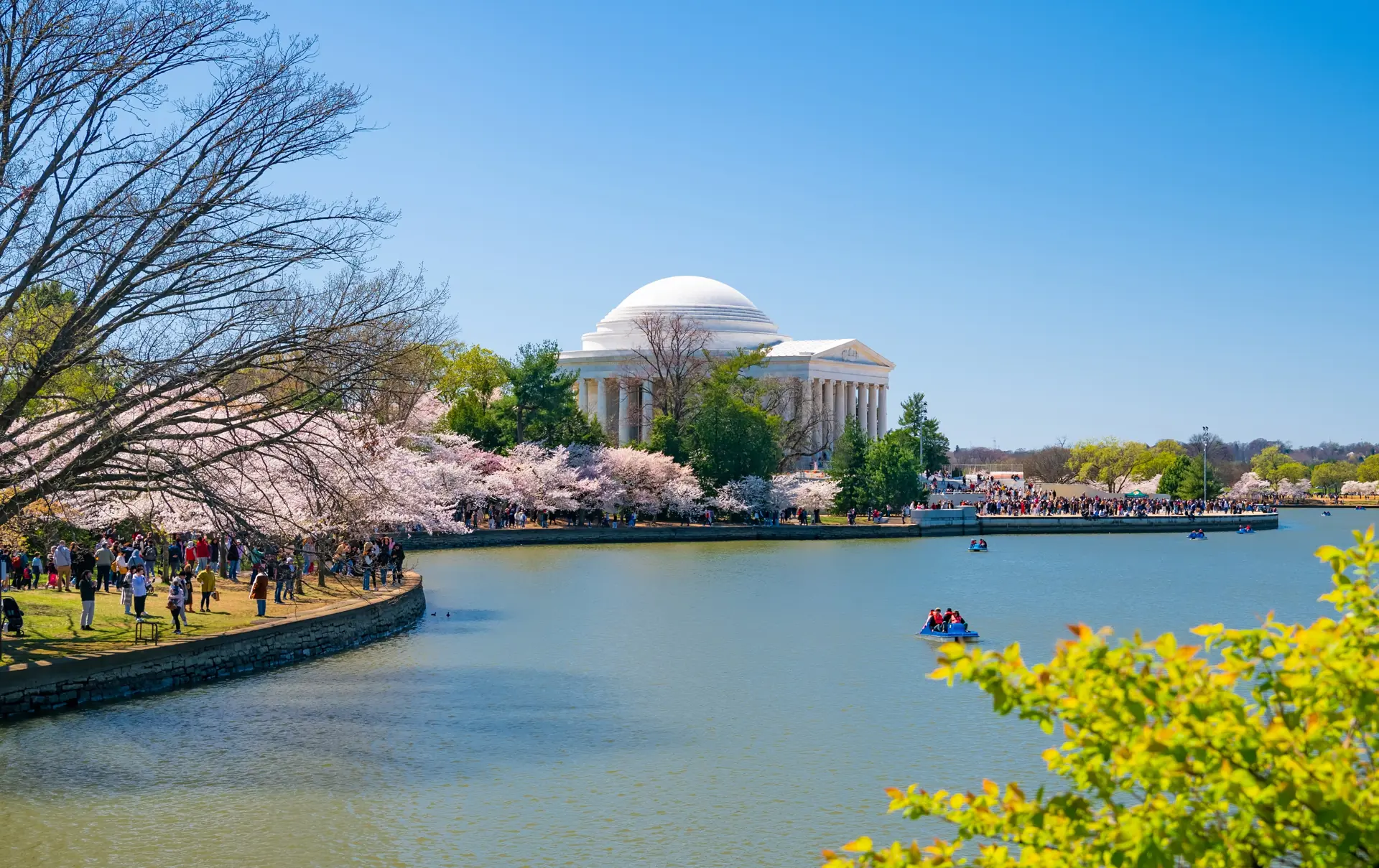 Shutterstock 2471823549 Washington DC, USA, March 24, 2024 Japanese Cherry Blossoms And Jefferson Memorial Over Lake In Washington DC, USA.