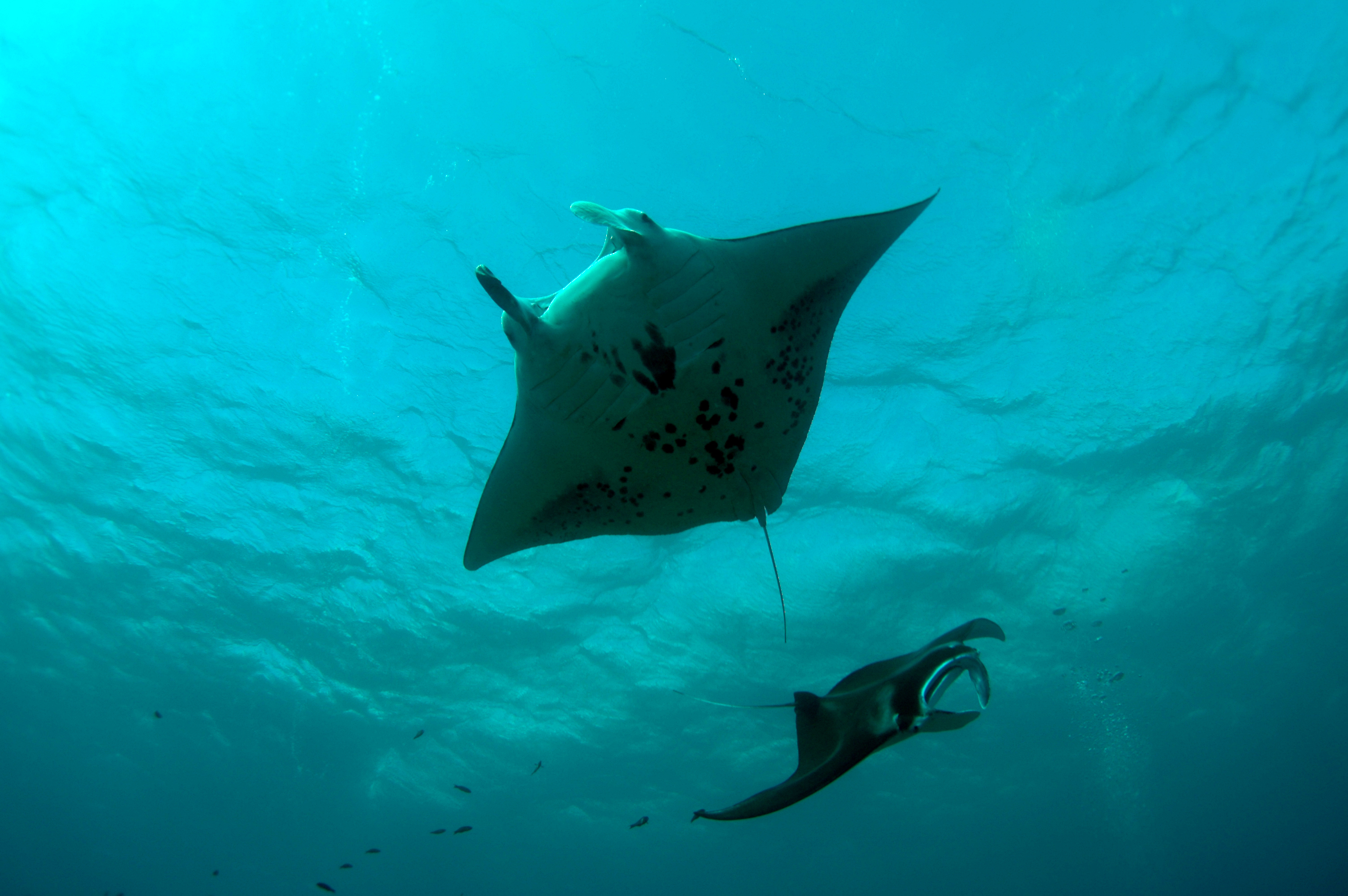 Mantarokker I Svæv Ved Big Island Shutterstock 10583176