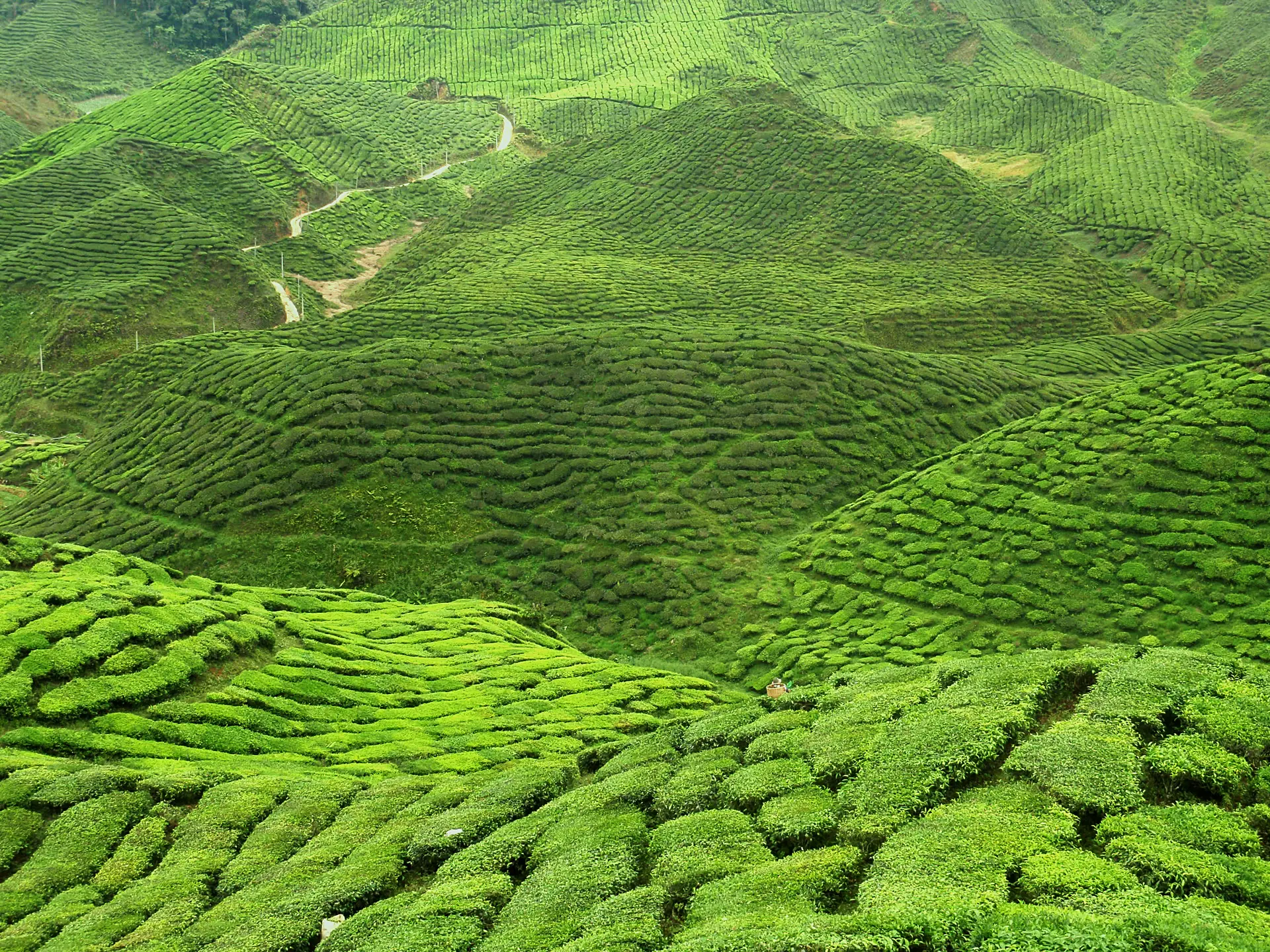 Hojlandet Sri Lanka Te Plantage 110374541