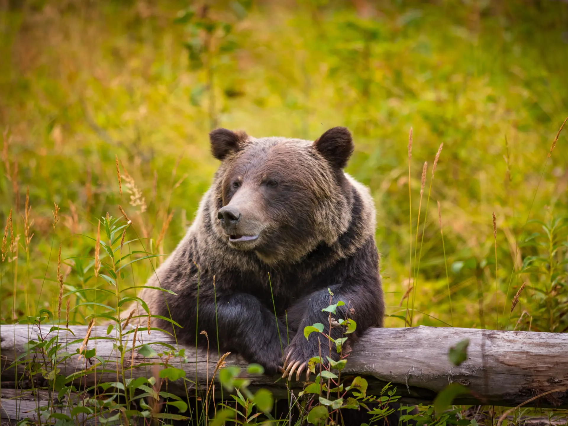Grizzly Shutterstock 522134536