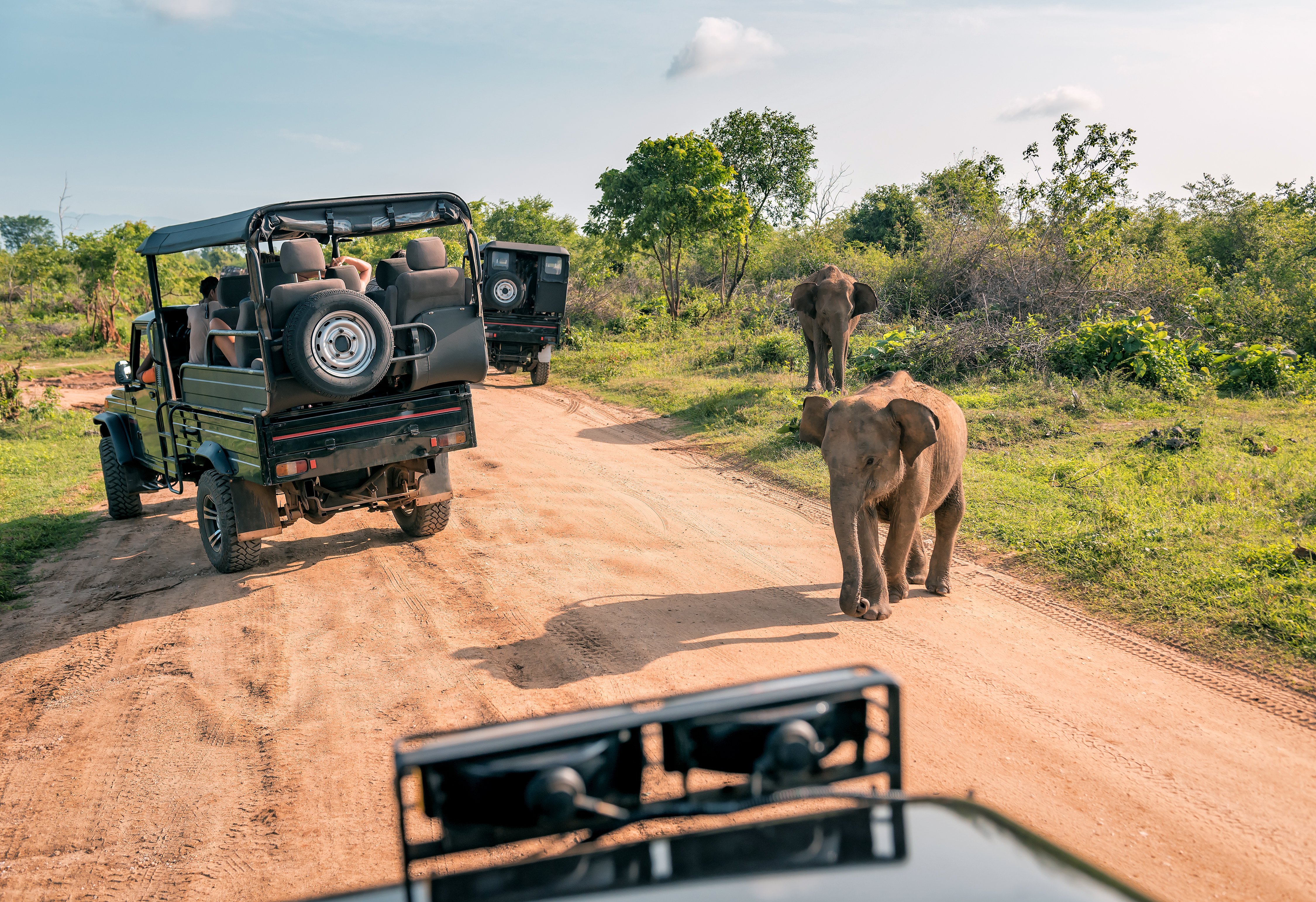 Shutterstock 1825351664 (Live Elephant On Safari Tour. Udawalawe Sri Lanka)