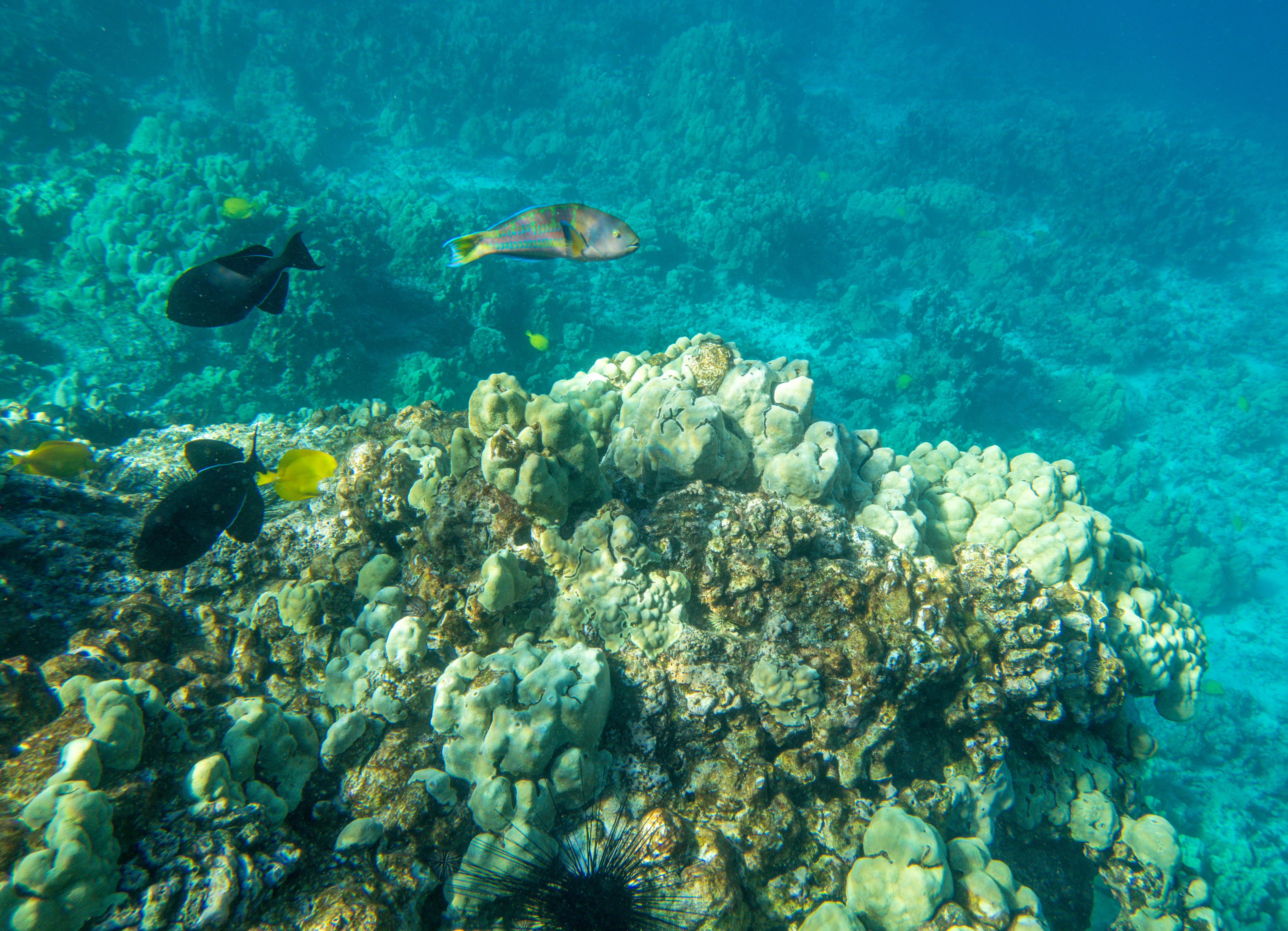 Kealakekua Bay Shutterstock 1369359488