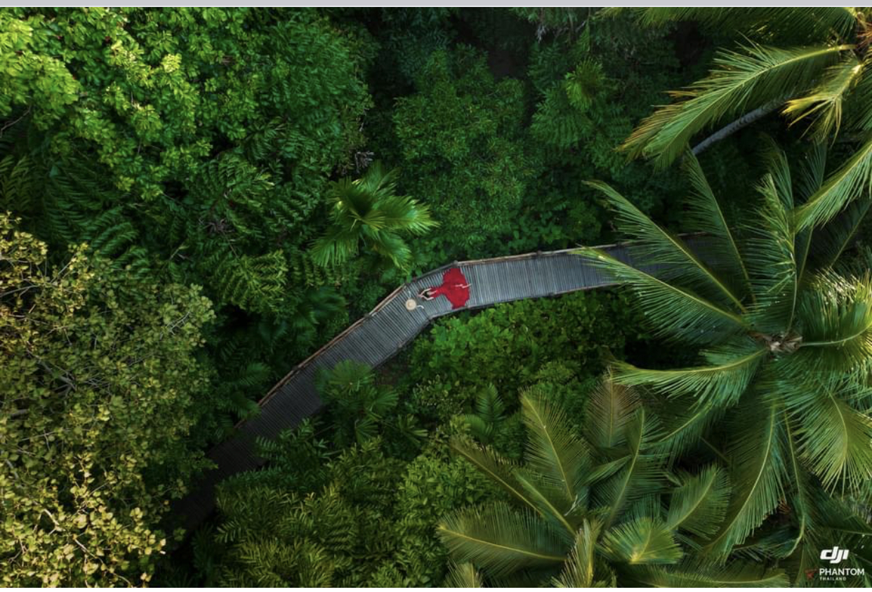 Rainforest