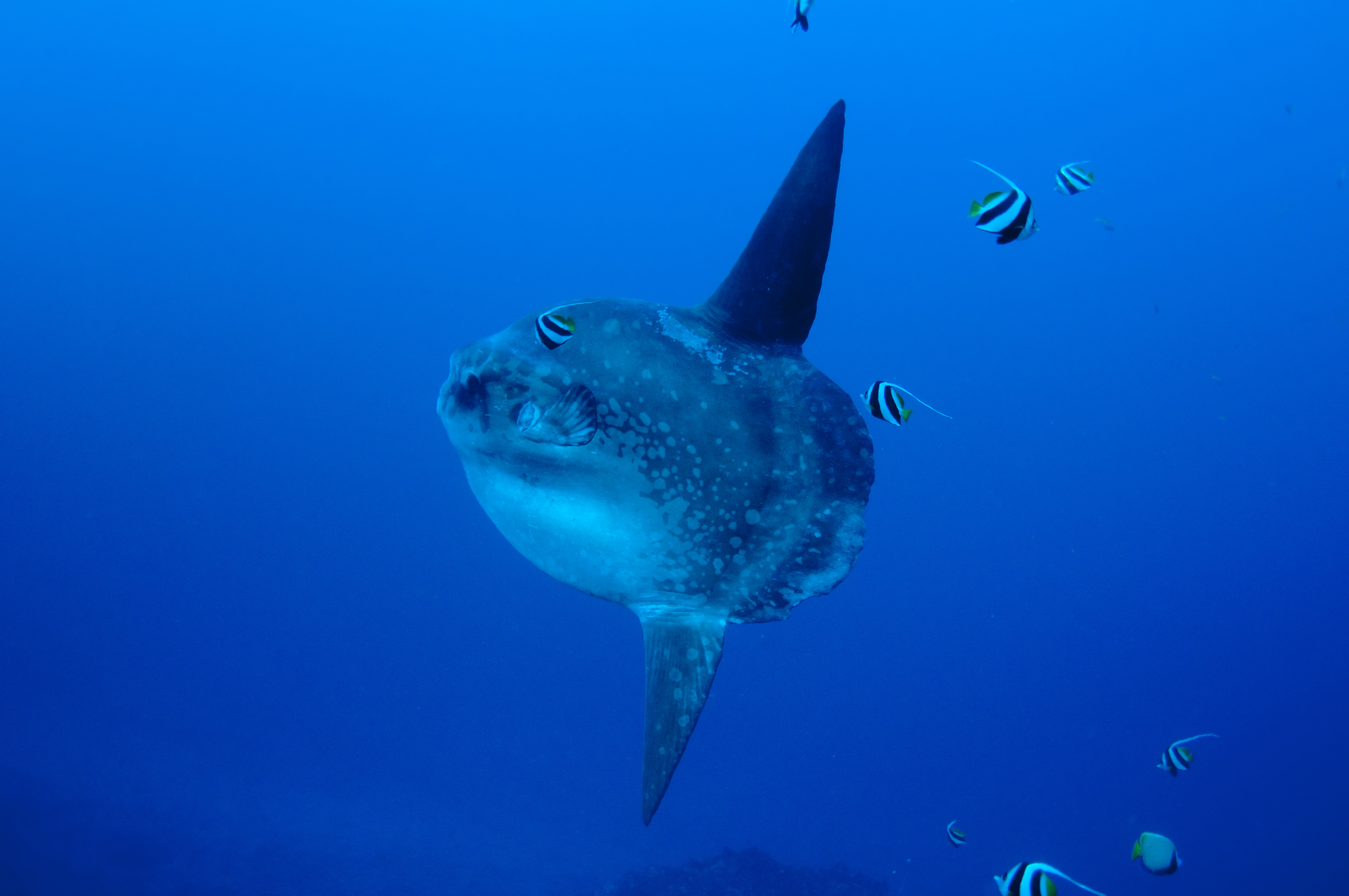 Sunfish Mola Mola Underwater, Nusa Lembongan Island, Bali, Indonesia.