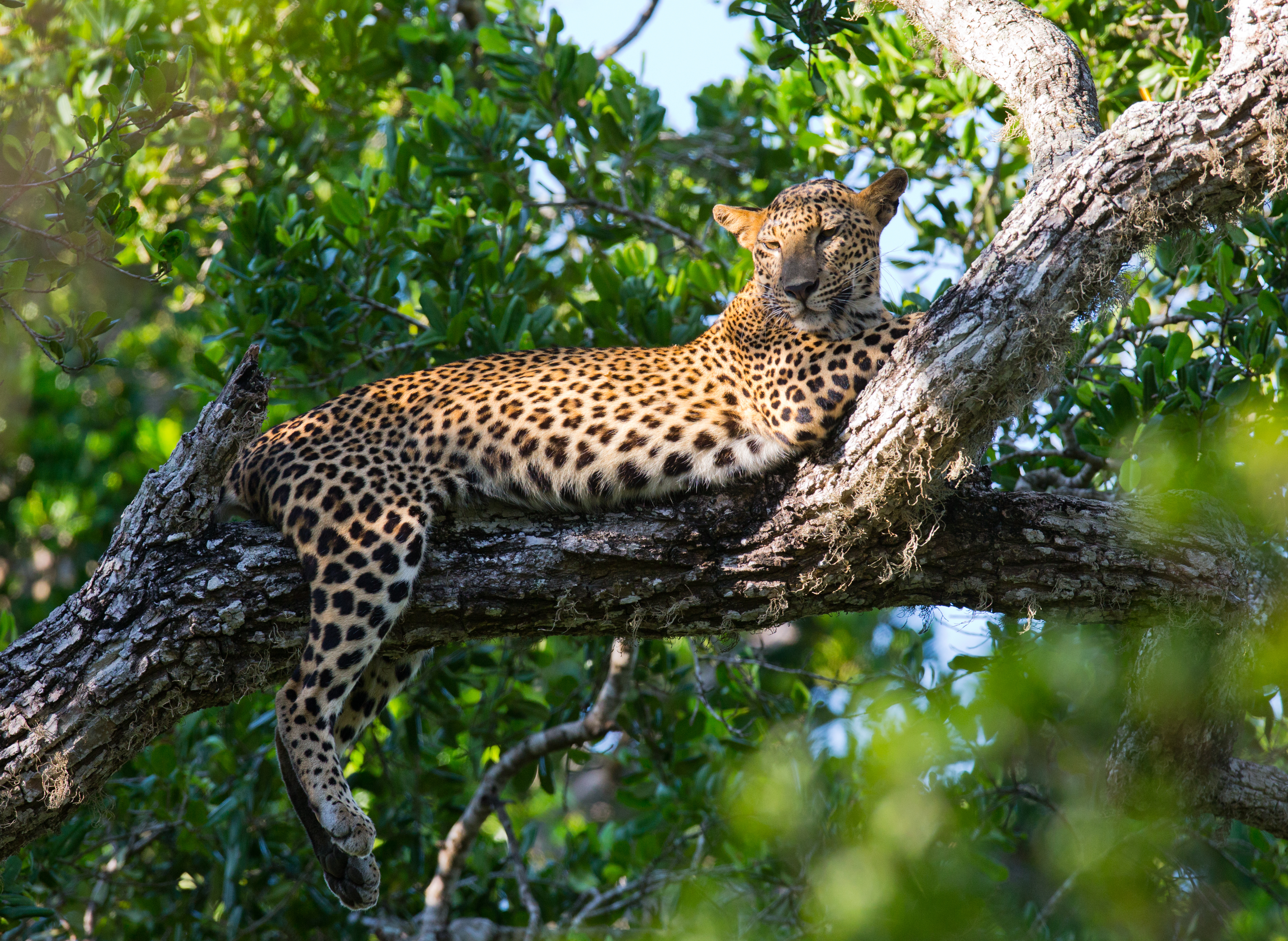 Adobestock 95392112 (Leopard I Yala NP)