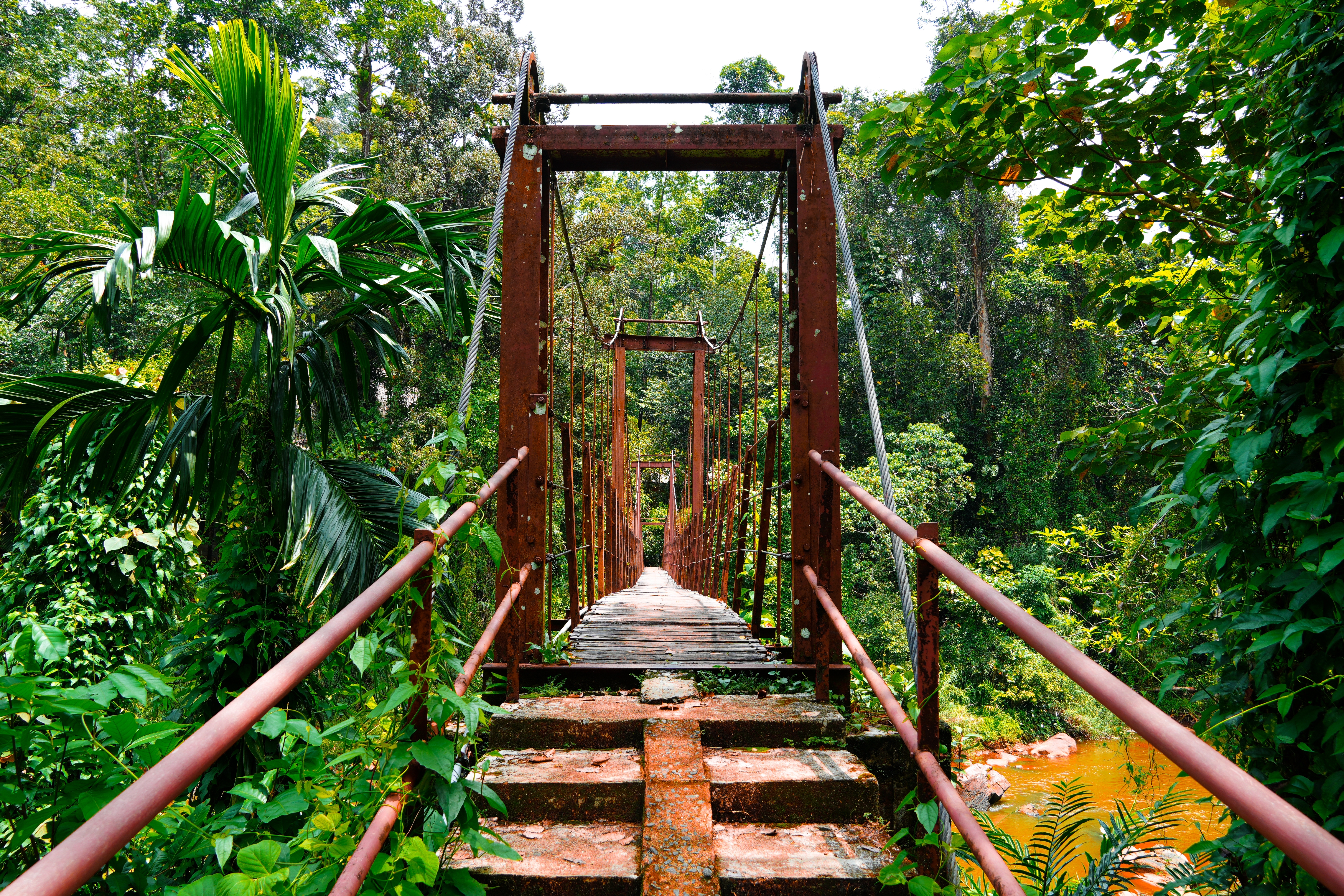 Shutterstock 2513261809 (Bro Sinharaja Forest, Sri Lanka I Hjertet Af Den Tropiske Jungle, UNESCO Arv. En Perle For Naturelskere!)