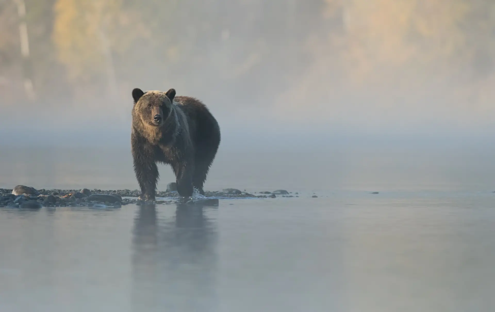 Grizzly Shutterstock 731772673