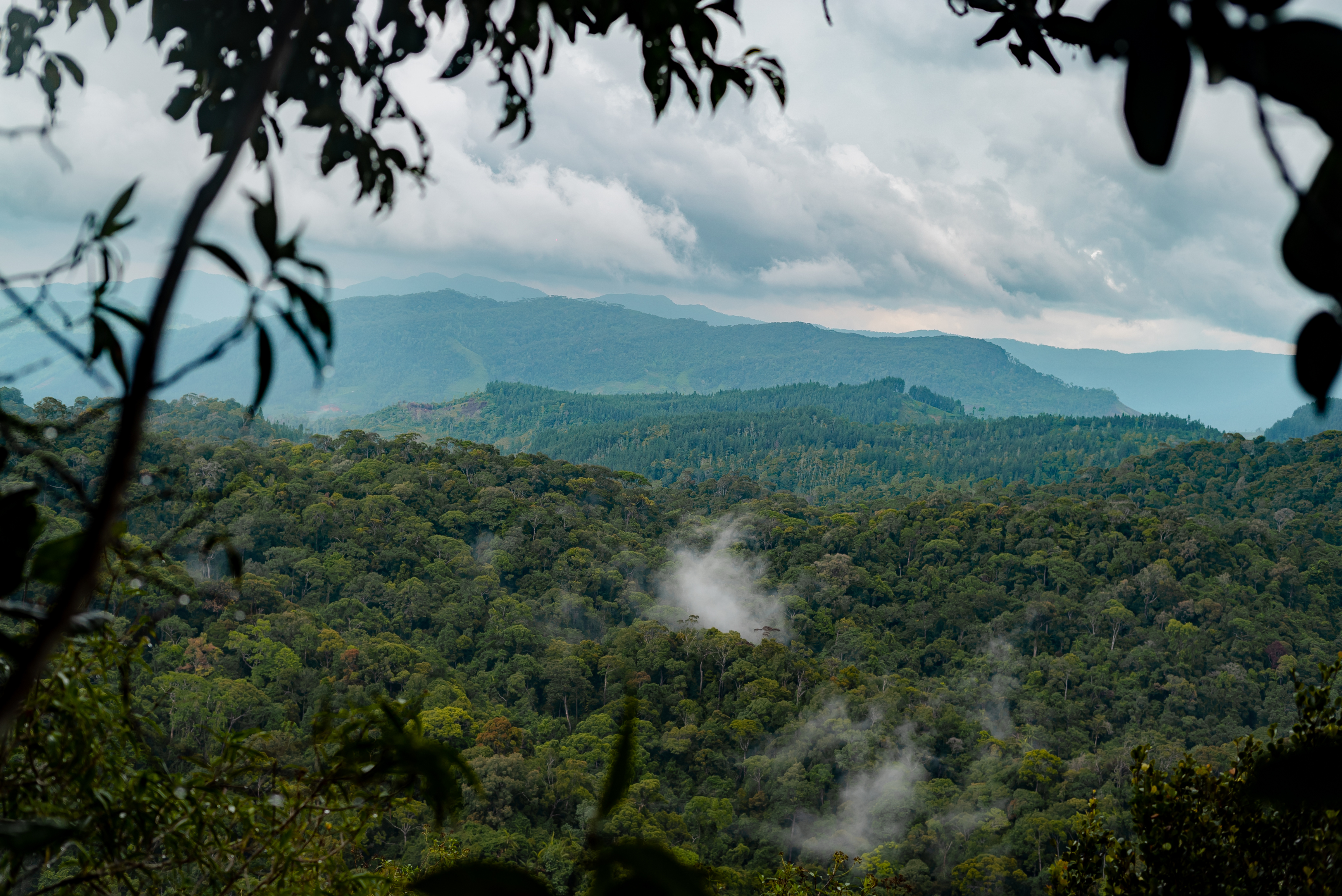 Shutterstock 1314675887 (Sinharaja Rain Forest Nature Reserve, Sri Lanka. View From Top Of Mountain To Forest.)