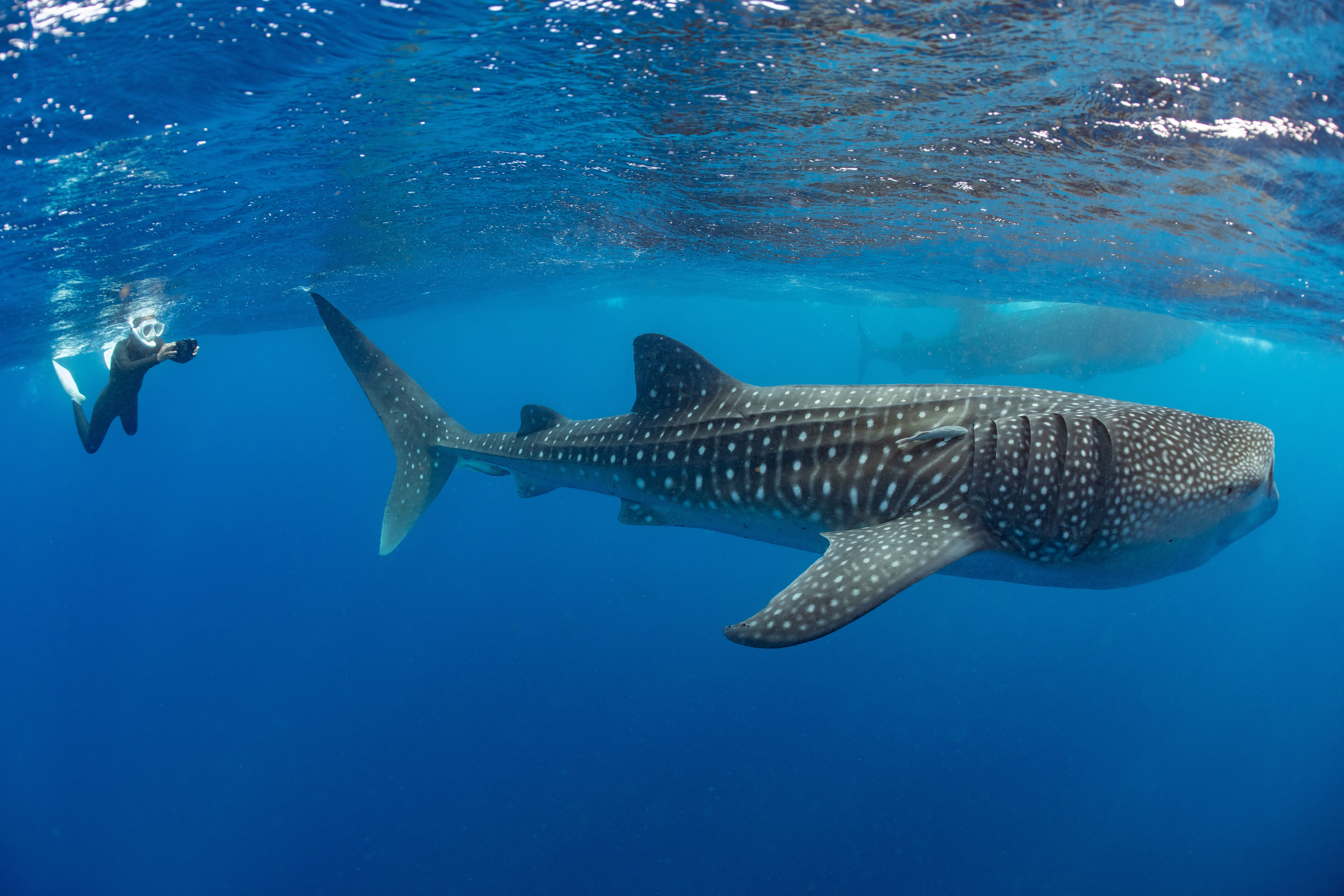 Shutterstock 2234688851 (Whale Shark And Woman Diver Near Isla Mujeres, Mexico)