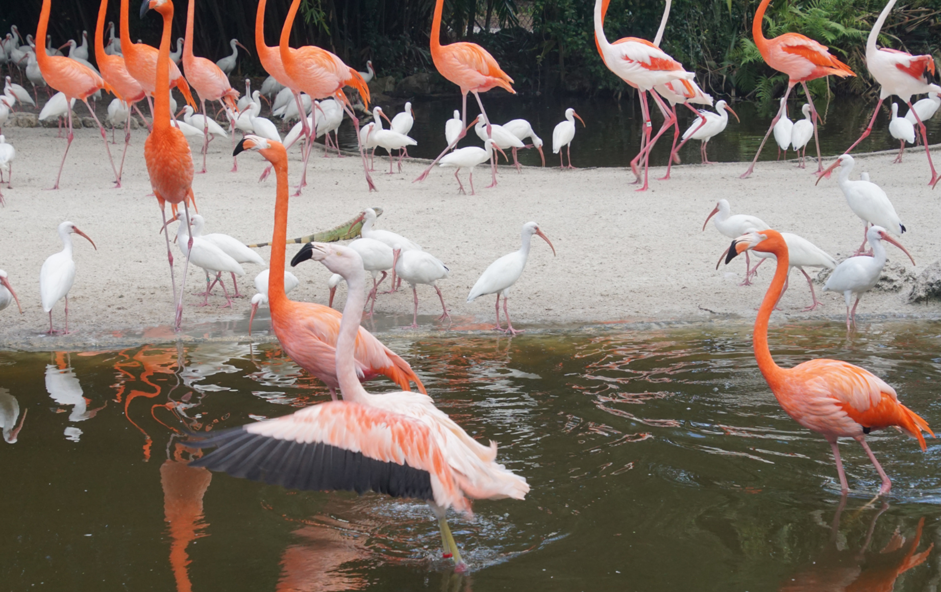 Flamingo Everglades
