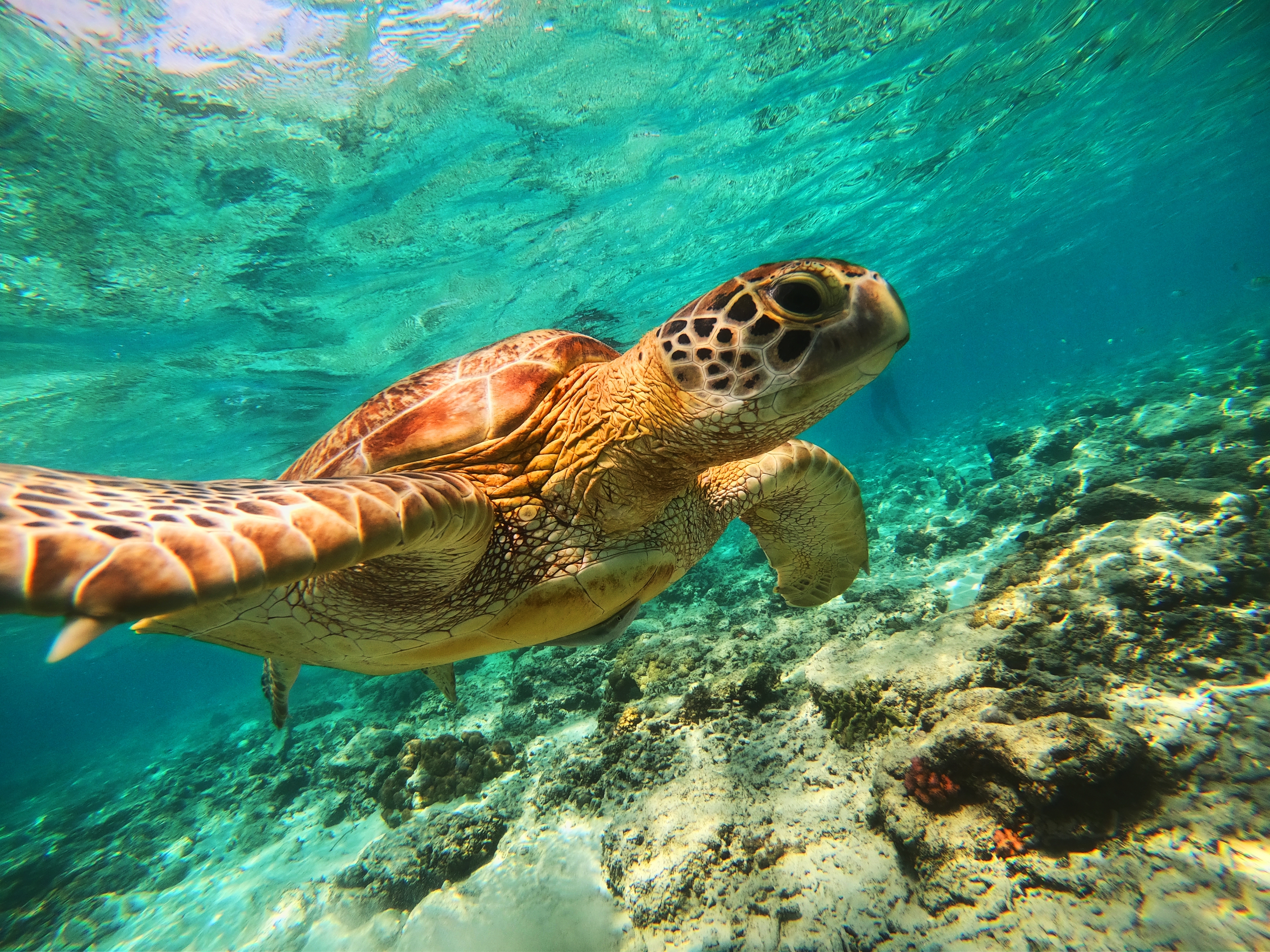 Gili Snorkling Shutterstock 2170177409