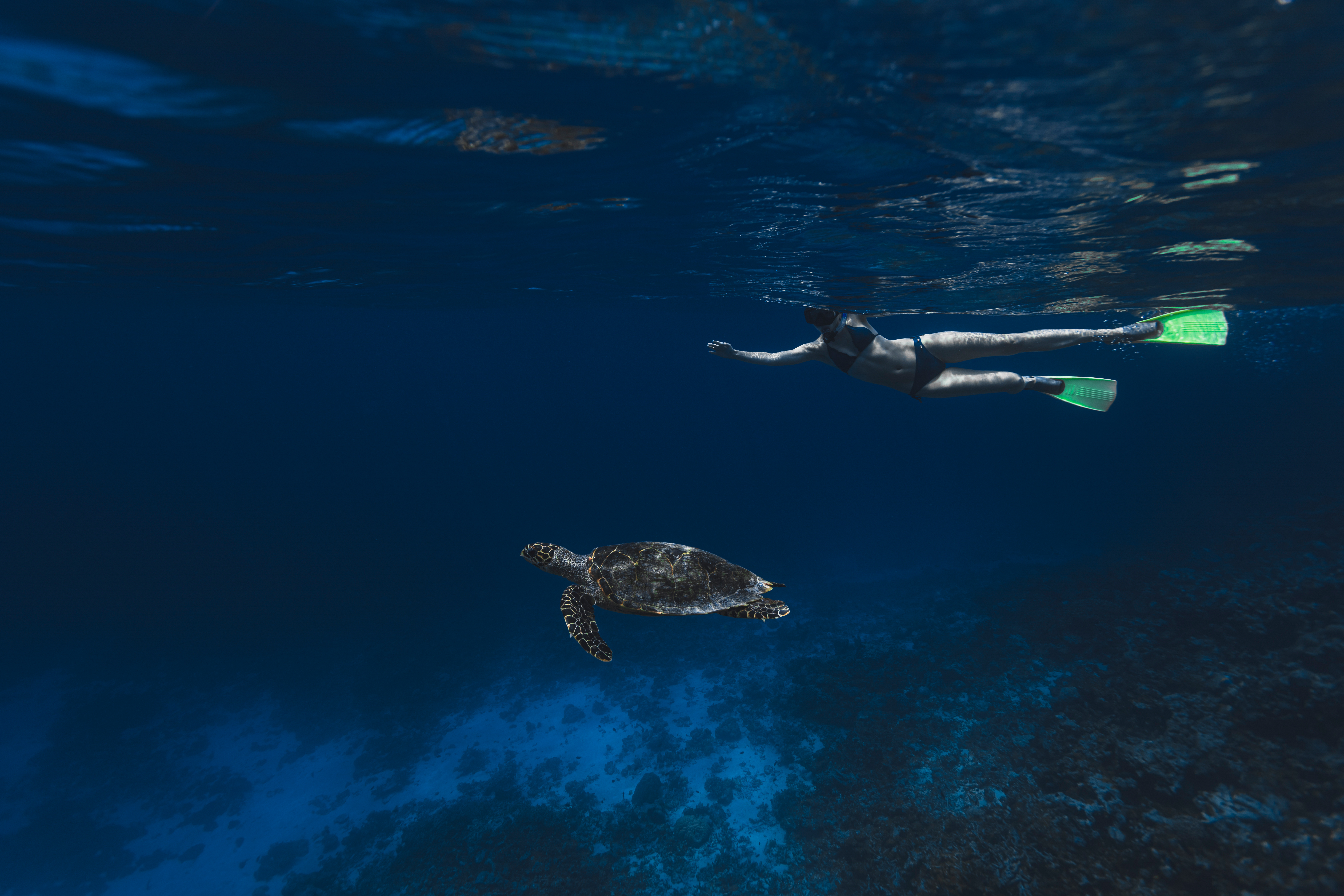 Turtle Snorkeling