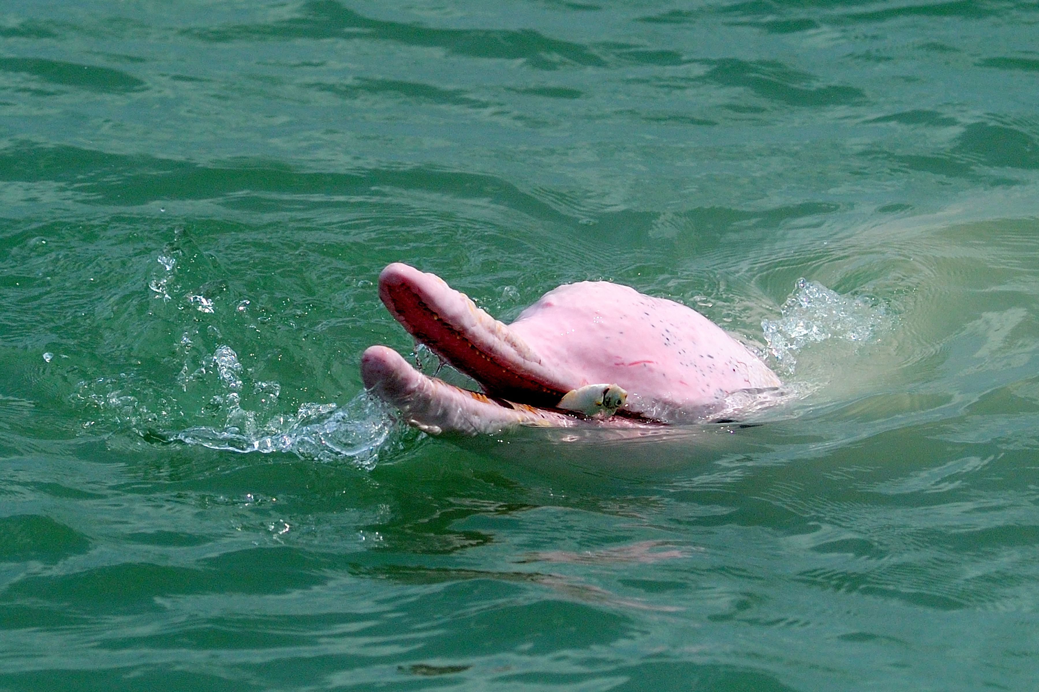 Shutterstock 1699287550