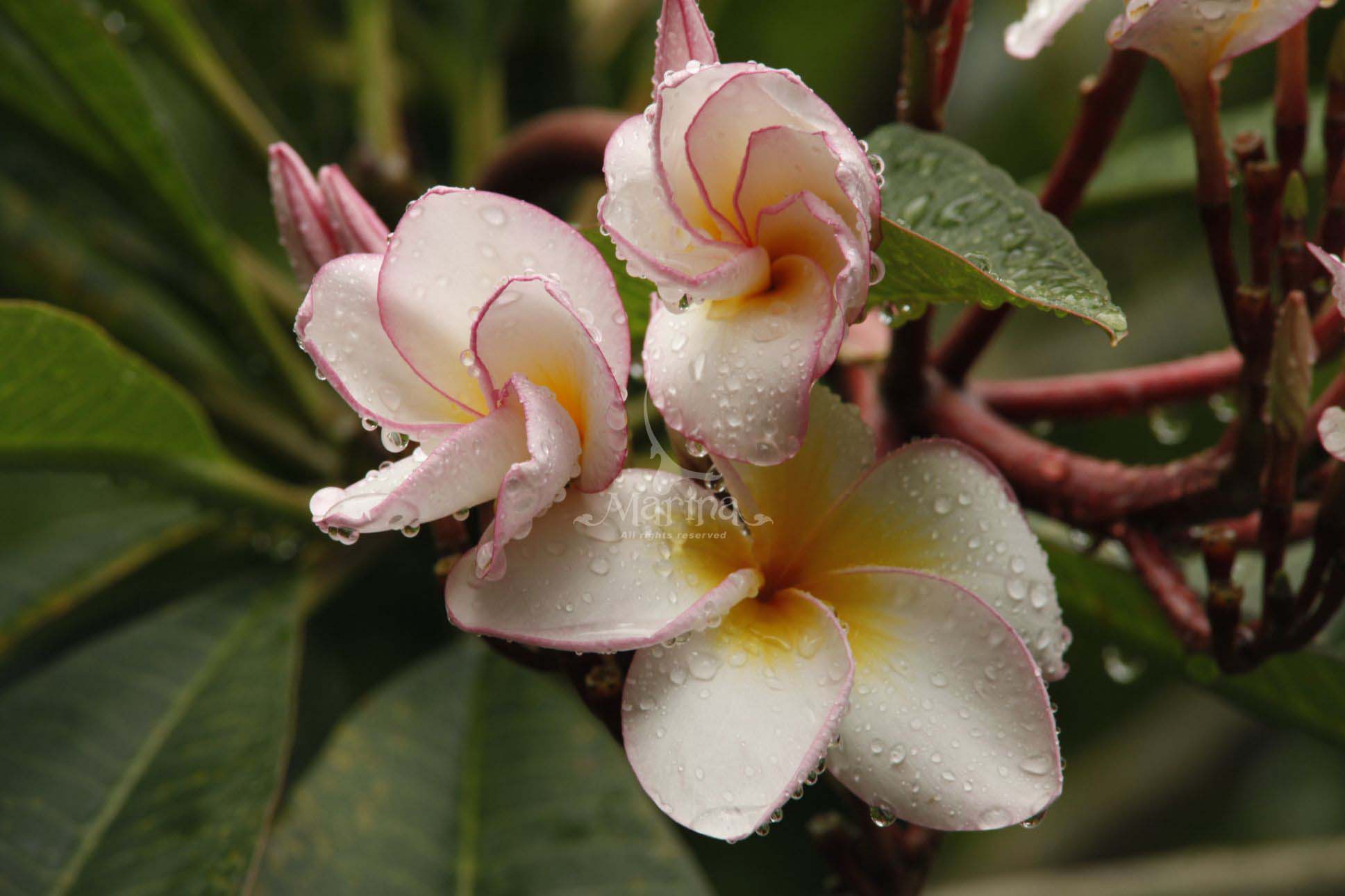 Flora25