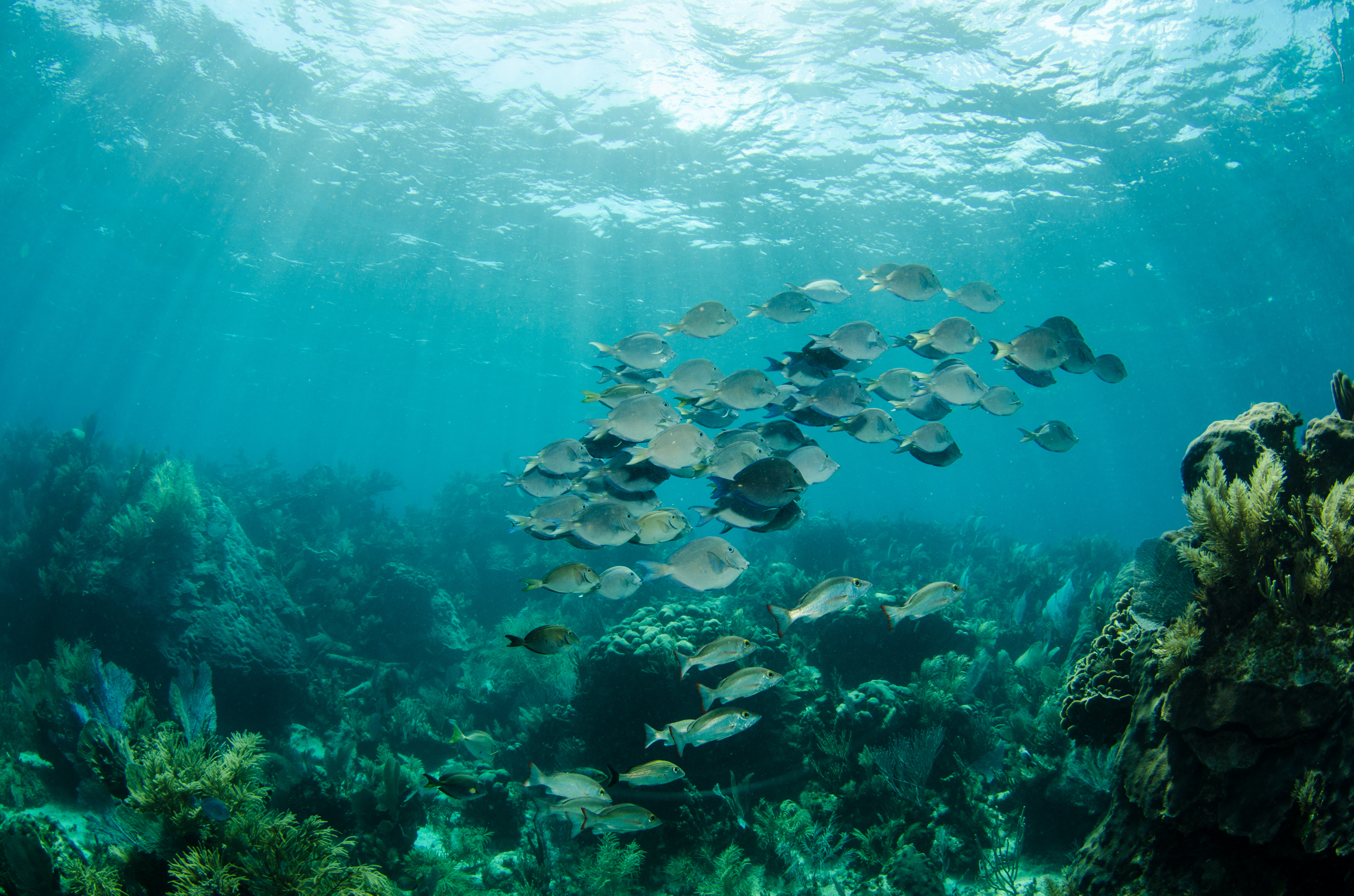 Farverige Fisk Ved Cozumel Shutterstock 183314627