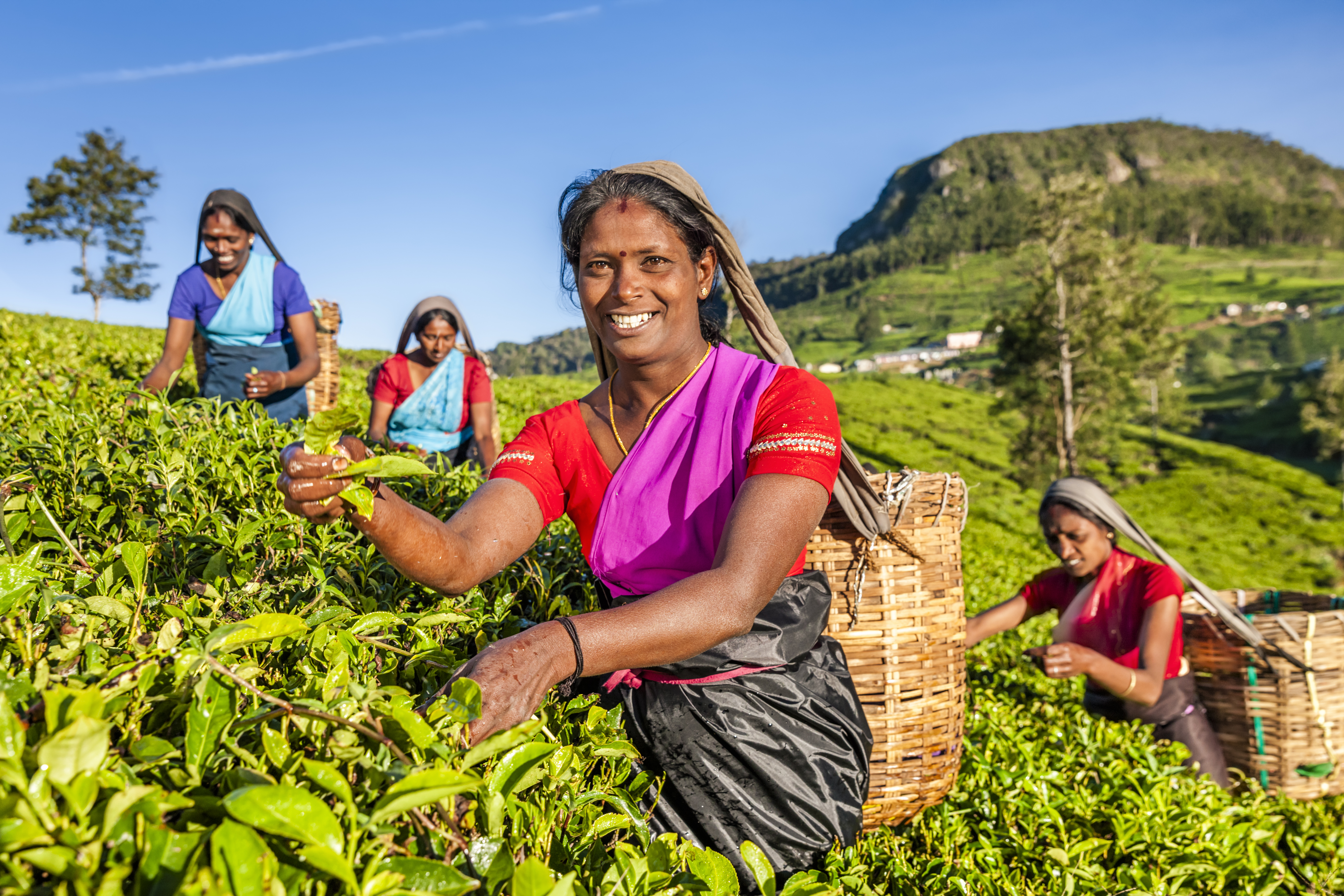 Istock 539990908 (Teplukning Omkring Ella)
