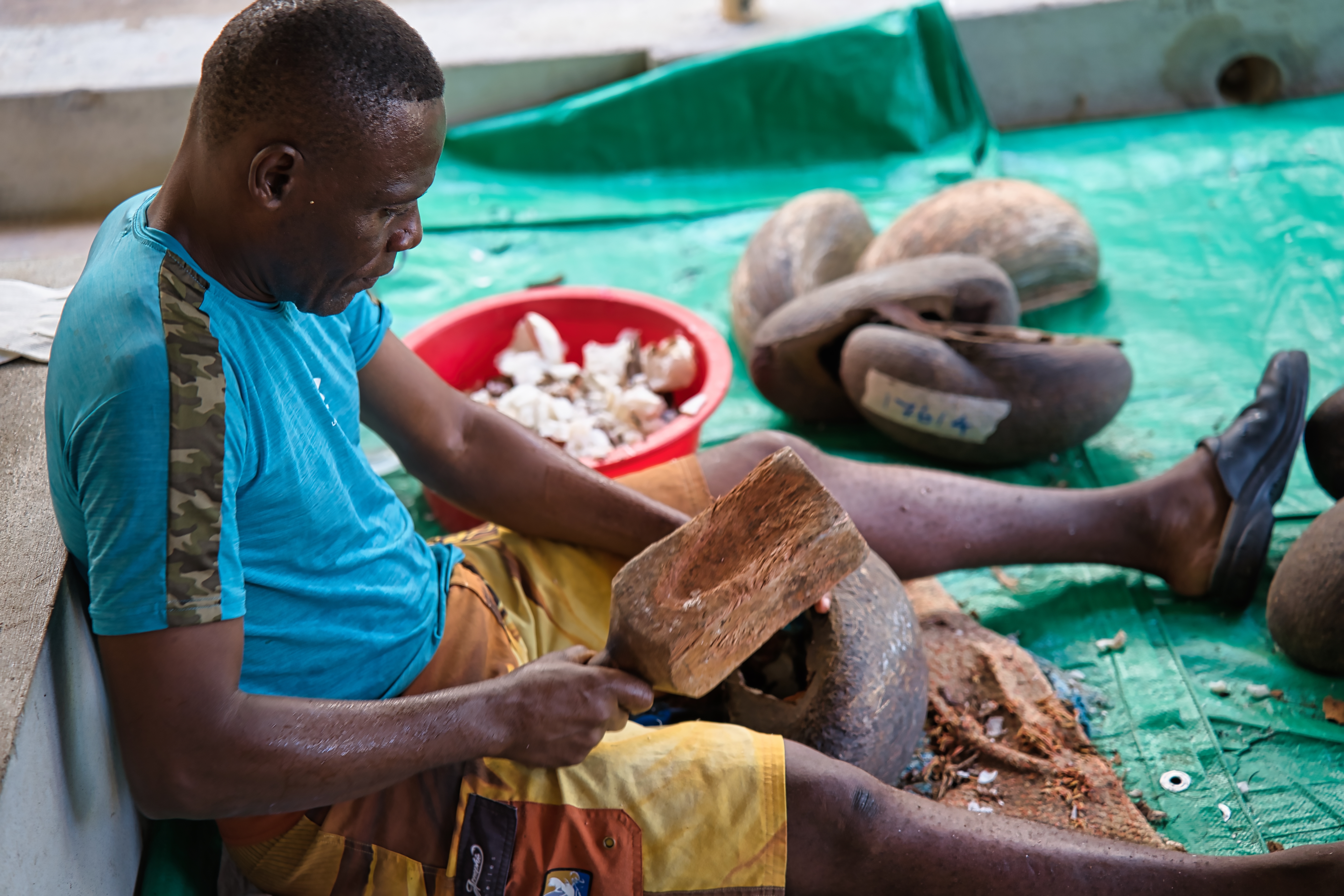 Shutterstock 2323468101 Factory Of The Coco De Mer Collections, Man Removing The Coco De Mer Meet Inside The Shell By Hammering The Hard Flesh