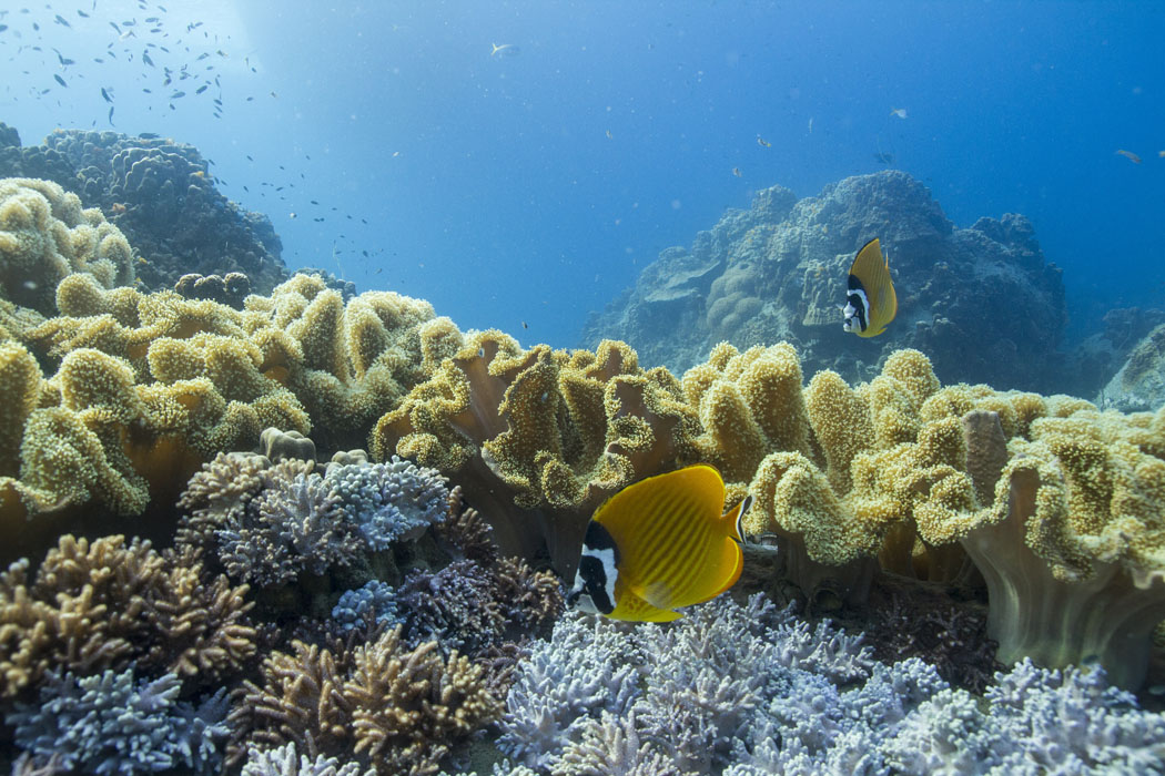 Haadtien Reef Dive Centre 08