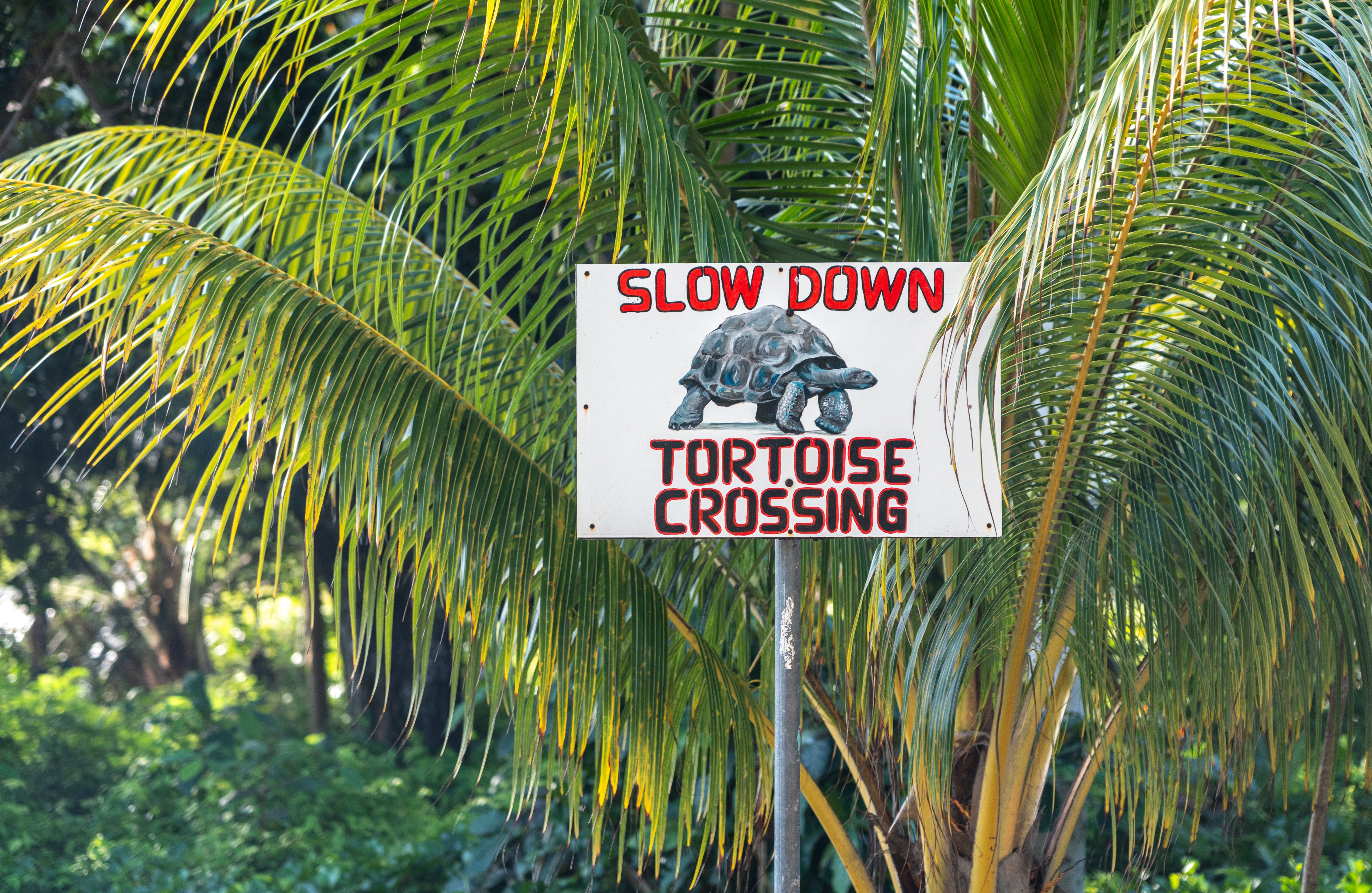 Shutterstock 2653454675 Advarselstegn Siger Langsom Skildpadde Krydser Omgivet Af Tropiske Palmeblade På La Digue Island I Seychellerne, Redaktionelt Billede