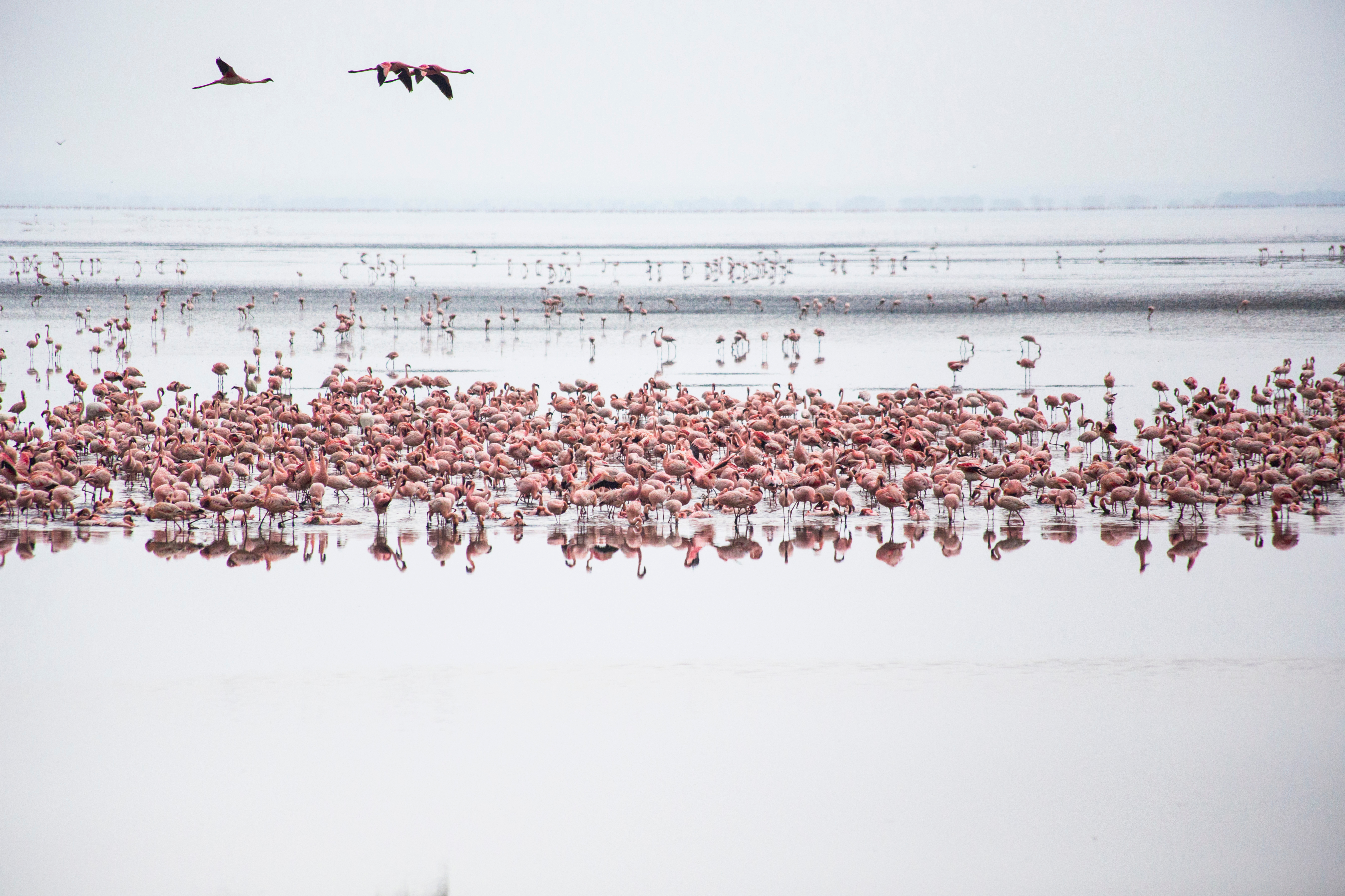 Lake Manyara National Park Shutterstock 1006662958