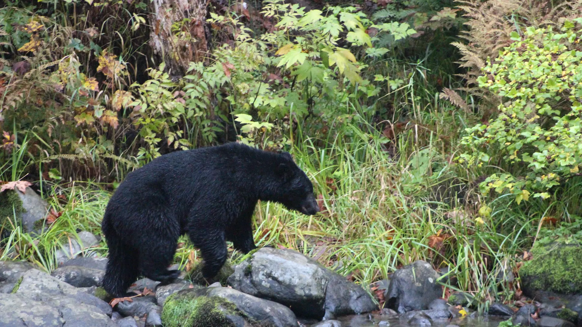 Sortbjørn Ved Elk Falls Campbell River HSTDOK Canada 2024 (92)
