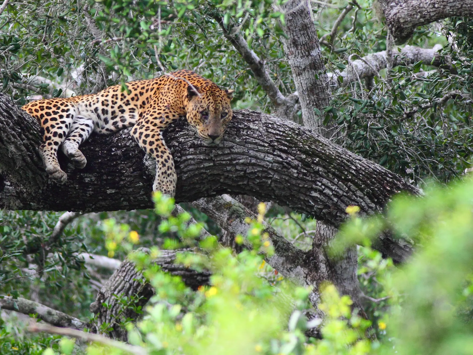 Shutterstock 1490317955 (Leopard I Yala NP)