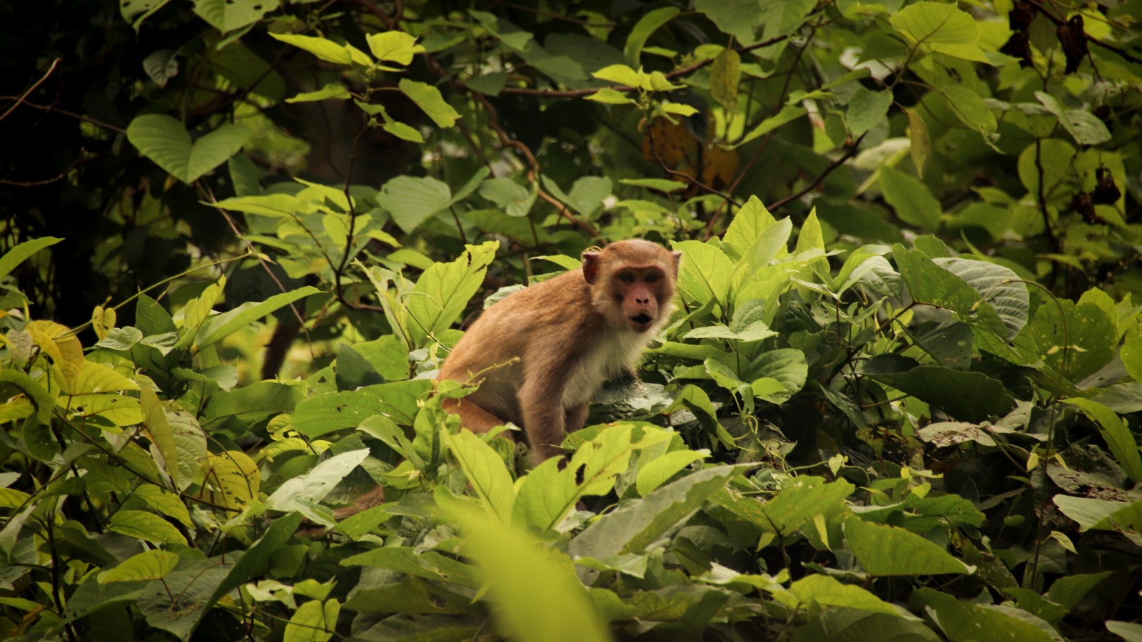 Cuc Phuong Nationalpark Ninh Binh Vietnam