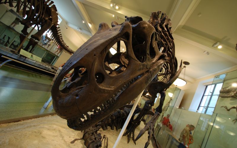 American Museum Of Natural History 1
