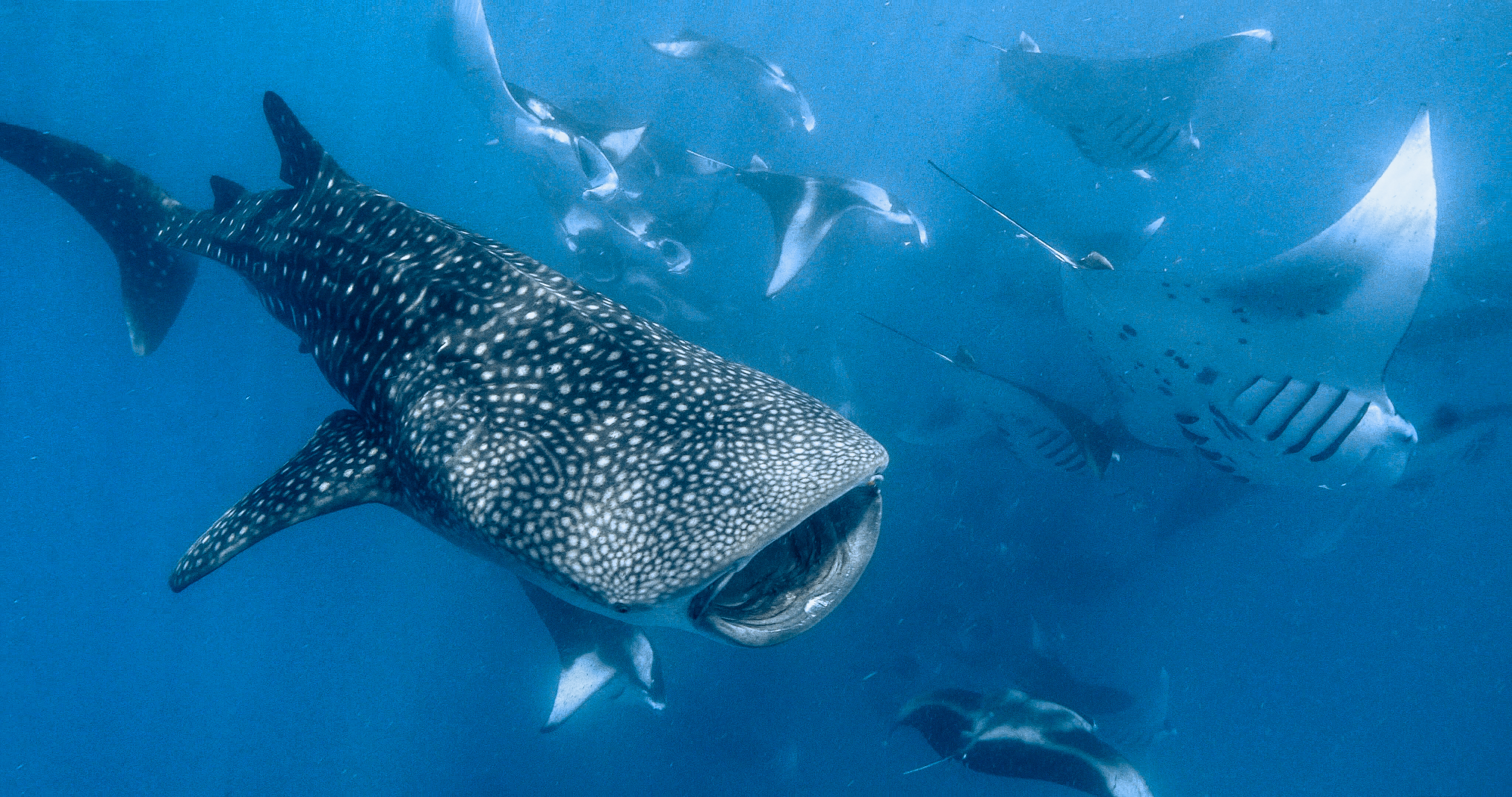 RBR Whale Shark 05