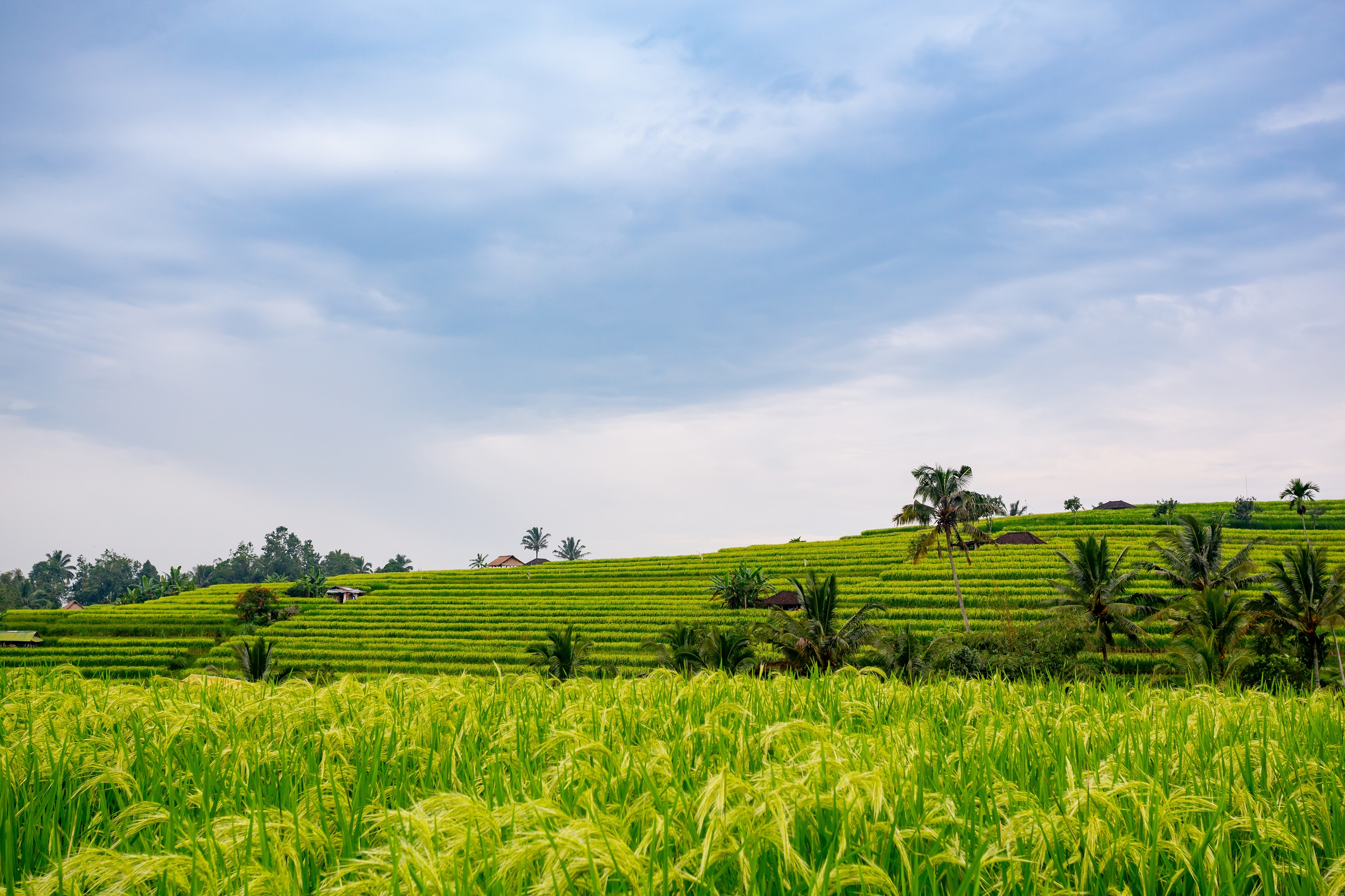 Munduk Bali Shutterstock 2588686203